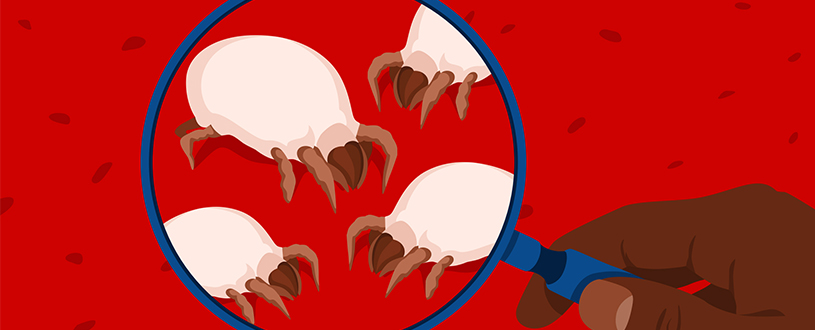 Dust mites